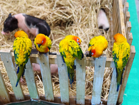 Cute sun conure parrots sitting on a wooden fence.