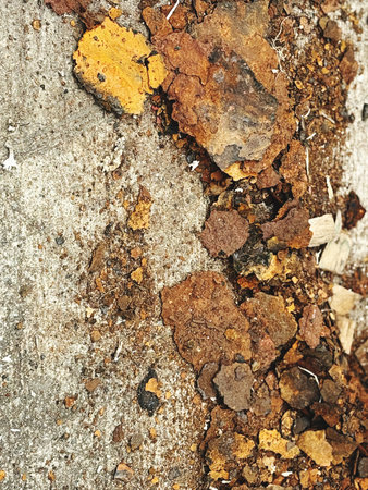 Grunge background of old tree bark texture. Selective focus.の写真素材