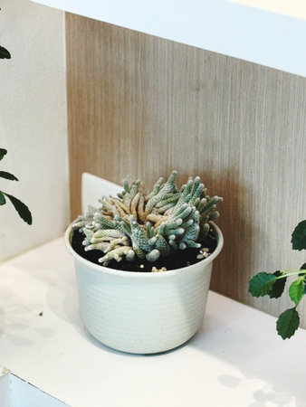 Cactus in a white pot on the shelf in the room.の写真素材