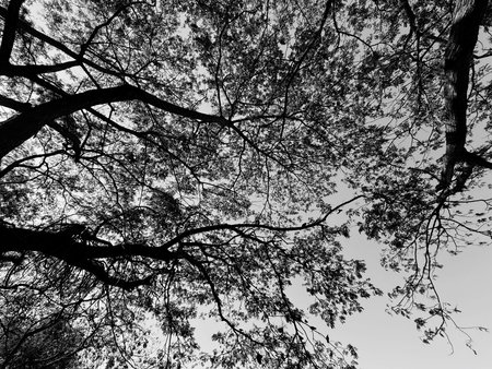 Silhouette of tree in black and white color tone style.