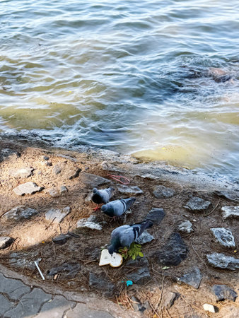 Pigeons on the shore of the lake. Selective focus.