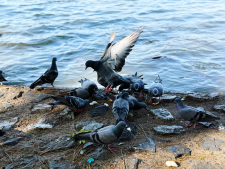 Pigeons and pigeons on the shore of the lake.の写真素材