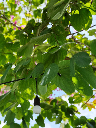 Bauhinia purpurea, Bauhinia purpurea, Bauhinia purpurea, Bauhinia purpurea, Bauhinia purpurea,...