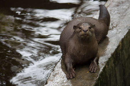 Otter looking at the cameraの写真素材