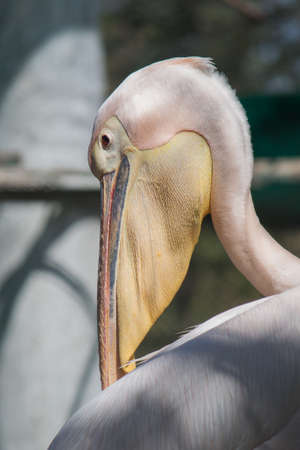 Closeup view of Great white pelicanの写真素材