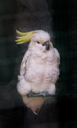 Yellow feathered beautiful Sulphur-crested cockatooの写真素材