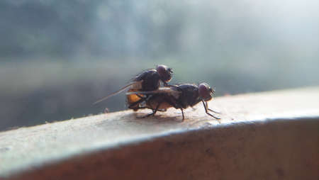 The common House fly mating shotの写真素材