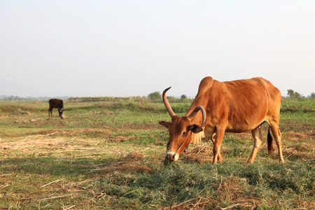 Curious cow eating grass at the fieldの写真素材