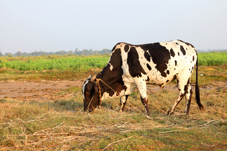 Curious cow eating grass at the fieldの写真素材