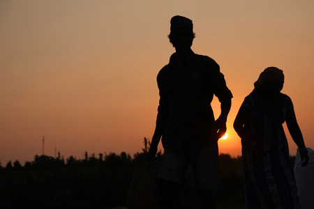 farmer working in a rice field in sunset.の写真素材