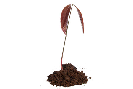 Mango seedling with seed and fresh leaves isolated on whiteの写真素材