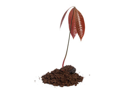 Mango seedling with seed and fresh leaves isolated on whiteの写真素材