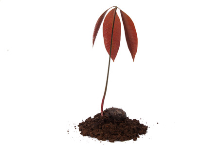 Mango seedling with seed and fresh leaves isolated on whiteの写真素材