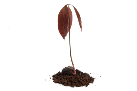 Mango seedling with seed and fresh leaves isolated on whiteの写真素材