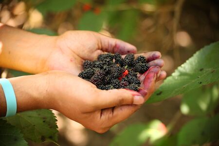 Fresh mulberries on hand of a young manの写真素材