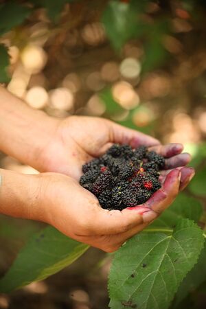 Fresh mulberries on hand of a young manの写真素材