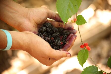 Fresh mulberries on hand of a young manの写真素材