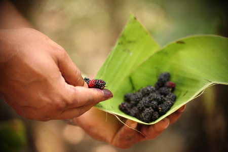 Fresh mulberries on hand of a young manの写真素材