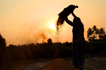 farmers harvesting rice in rice field in india.の写真素材