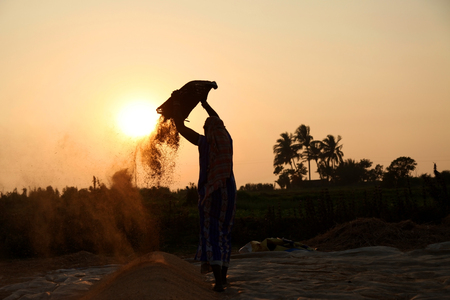 farmers harvesting rice in rice field in india.の写真素材