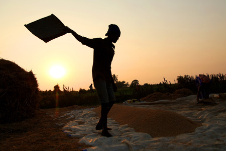 farmers harvesting rice in rice field in india.の写真素材