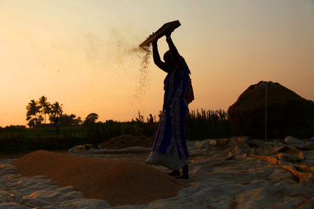 farmers harvesting rice in rice field in india.の写真素材