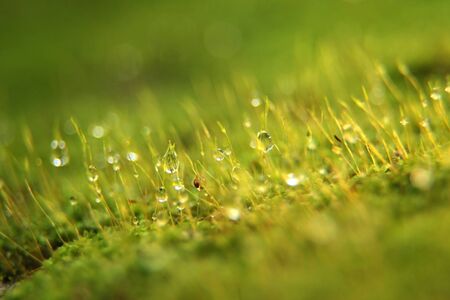 Beautiful green moss in the sunlight,Closeup of Moss grows on the tree.の写真素材