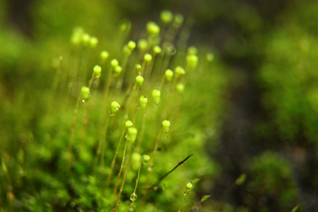 Beautiful green moss in the sunlight,Closeup of Moss grows on the tree.の写真素材