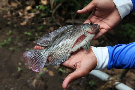 Hand holding a big fresh raw fish