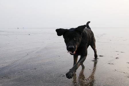 Silhouette of Black labrador dog playing at the beachの写真素材