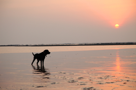 Silhouette of Black labrador dog playing at the beachの写真素材