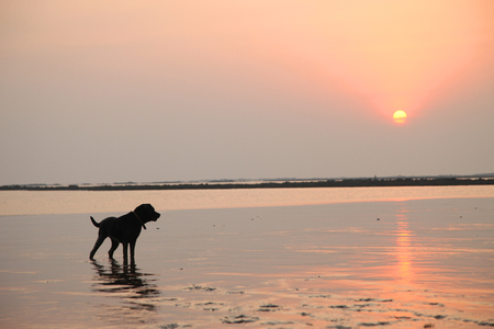 Silhouette of Black labrador dog playing at the beachの写真素材