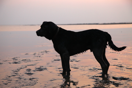 Silhouette of Black labrador dog playing at the beachの写真素材