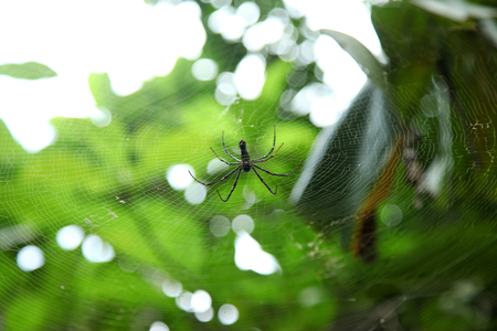 Â spider on the web, top viewの写真素材