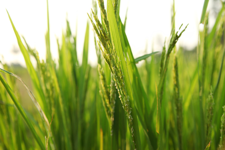 Young rice ears in the green field.の写真素材