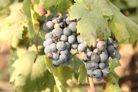 Close up Bunch of fresh green grapes on the vine with green leaves in vineyard