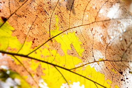 Tropical dry leaves close-up in the forestの写真素材
