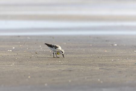 Foraging Little stint Calidris minuta on spring migration. At bassien Beach Mumbai  Maharashtra...
