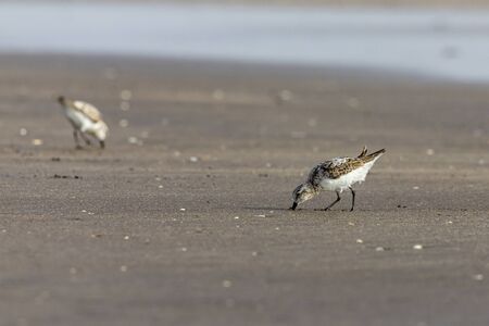 Foraging Little stint Calidris minuta on spring migration. At bassien Beach Mumbai  Maharashtra...