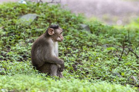 Adult monkeys sits and eating  tree leaf in the forest showing emotions to other monkey Sanjay Gandhi National Park  Mumbai  Maharashtra India.の写真素材