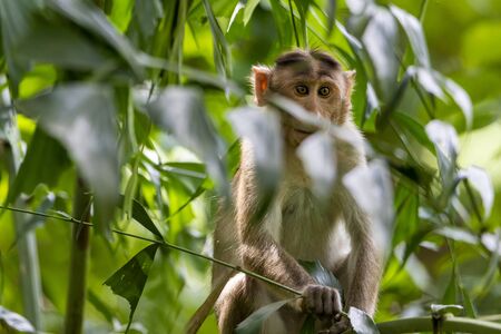 monkey sitting on tree branch in the dark tropical forest in the Sanjay Gandhi National Park Mumbai Maharashtra India.の写真素材