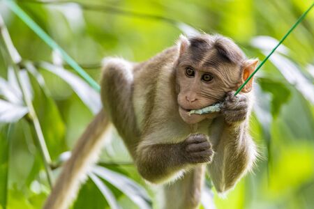 monkey sitting on tree branch in the dark tropical forest in the Sanjay Gandhi National Park Mumbai...