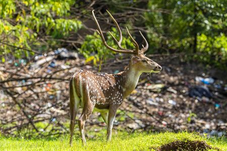chital deer with Land pollution in the background. Indicates environmental pollution. And the importance of protecting it. Doe Capreolus capreolus looking for food in the field.の写真素材