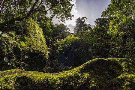 Forest Trees with Sunlight Bursting through Tree Branches at Sunset in the Woods with stones covered...