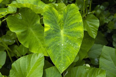 The Colocasia leaf elephant-ear taro cocoyam dasheen Fresh water drops on a green colocasia esculenta leaf Aquatilis and drops of dew in the morning,Leaf pattern rain drops rainy Close up.の写真素材