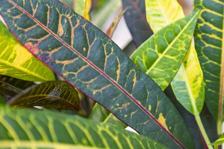 Close up of young fresh green tree leaves in sunshine. Natural background, concept of cool and freshness.の写真素材