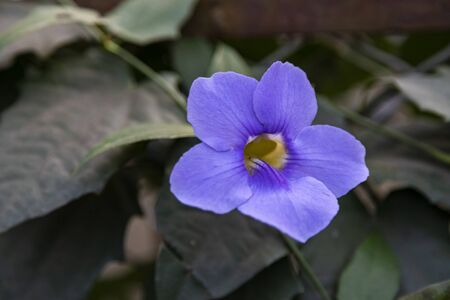 Close up, Beautiful purple Bengal Trumpet or Thunbergia grandiflora decorate.の写真素材