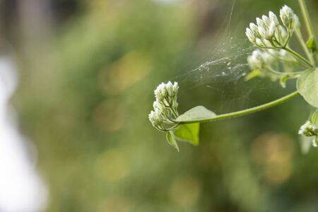 Plant wild Angelica ( lat. Angelica sylvestris). Flowering plant closeup in the woodsの写真素材
