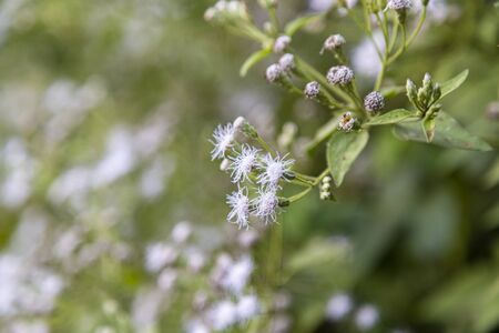 Plant wild Angelica ( lat. Angelica sylvestris). Flowering plant closeup in the woods