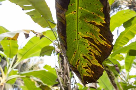 Banana tree disease, Symptoms of black sigatoka on banana foliage, Black sigatoka infected plant, Dry banana leaf surface.の写真素材